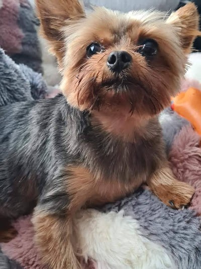 Grooming Van Image