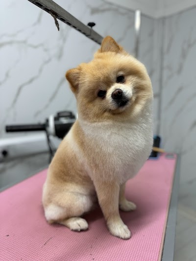 Grooming Van Image