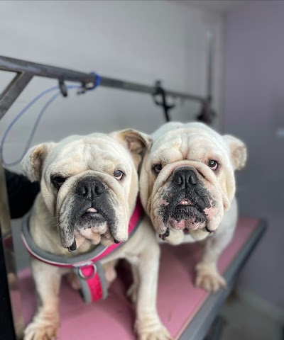 Grooming Van Image