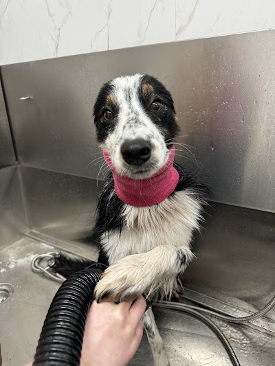 Grooming Van Image