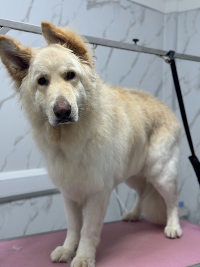 Grooming Van Image