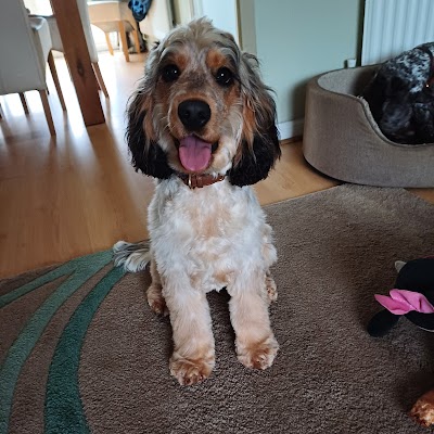 Grooming Van Image