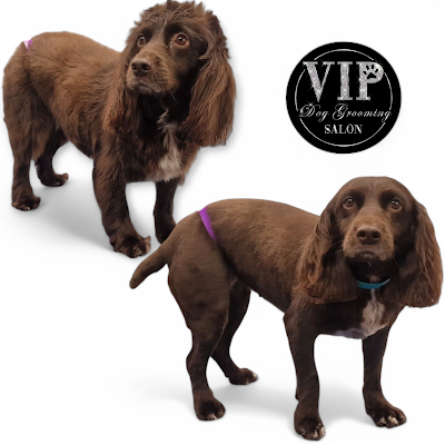 Grooming Van Image
