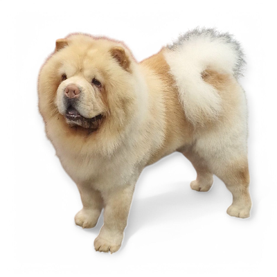 Grooming Van Image