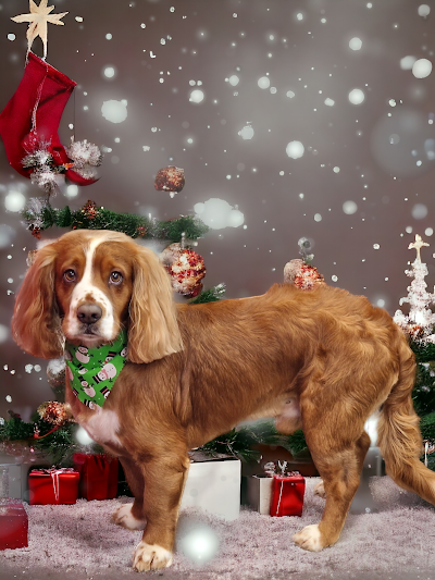 Grooming Van Image