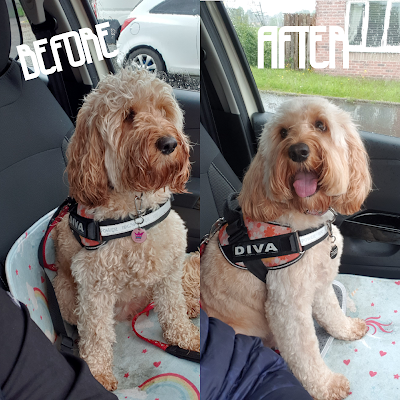 Grooming Van Image