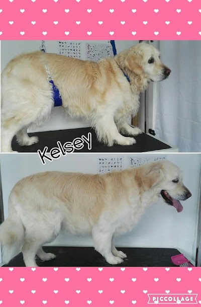 Grooming Van Image