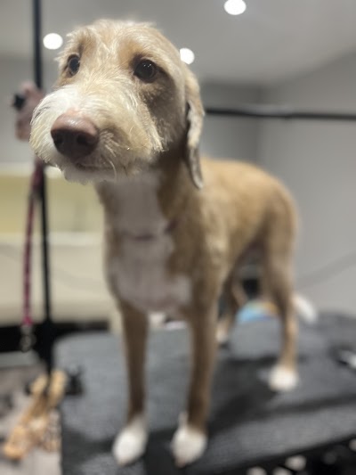 Grooming Van Image