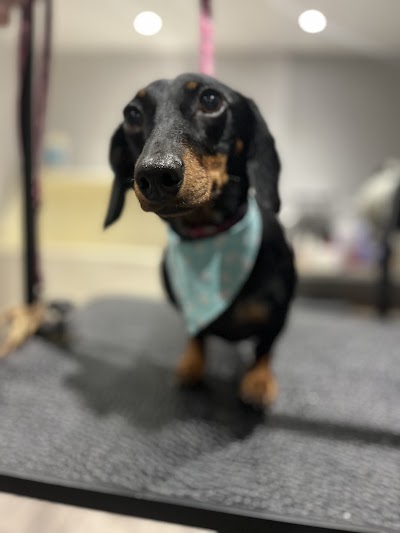 Grooming Van Image