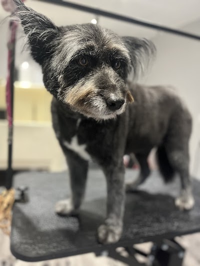 Grooming Van Image