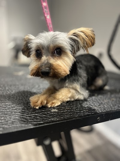 Grooming Van Image