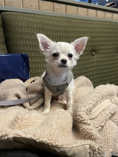 Grooming Van Image