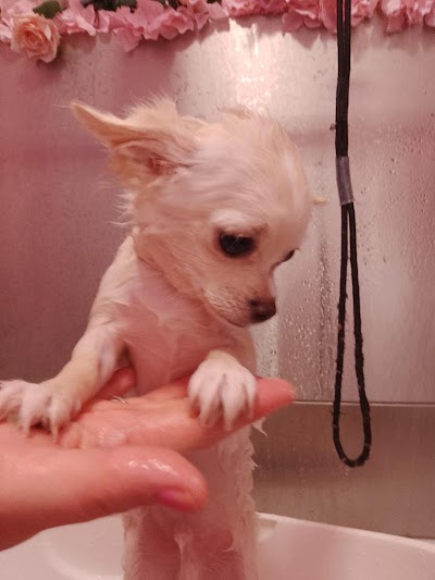 Grooming Van Image