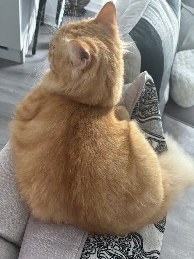 Grooming Van Image