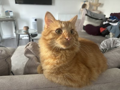 Grooming Van Image