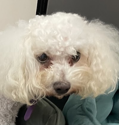Grooming Van Image