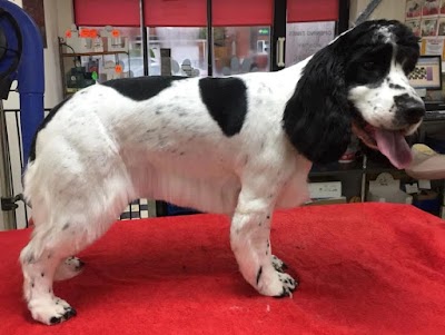 Grooming Van Image