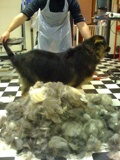 Grooming Van Image
