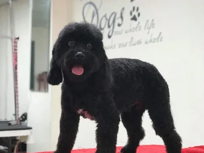 Grooming Van Image