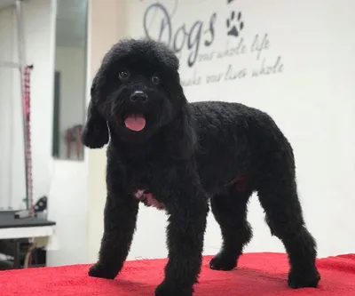 Absolutely Barking Dog Grooming Studio