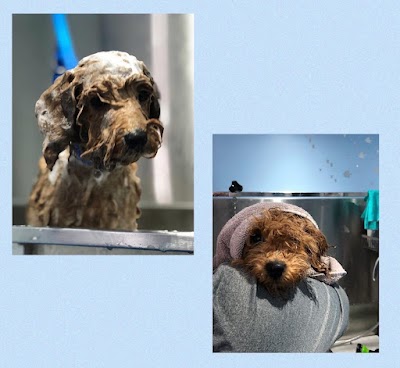 Grooming Van Image