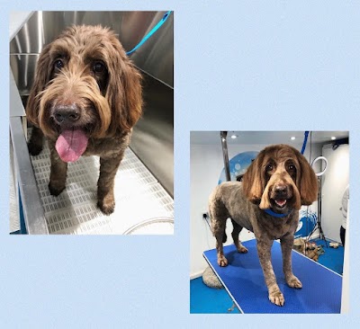 Grooming Van Image