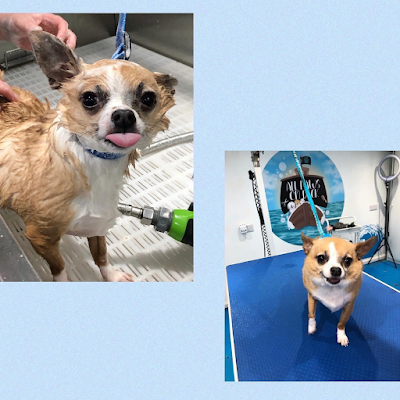 Grooming Van Image