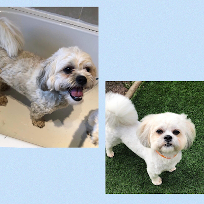 Grooming Van Image