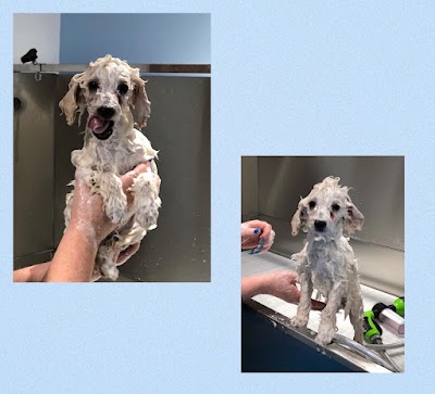 Grooming Van Image