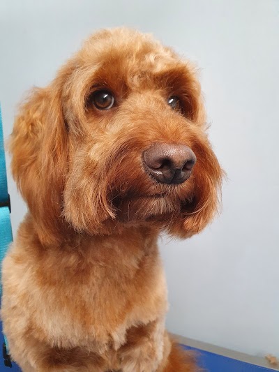 Grooming Van Image