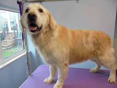 Grooming Van Image