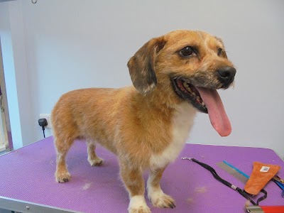 Grooming Van Image