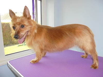 Grooming Van Image