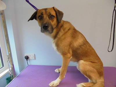 Grooming Van Image