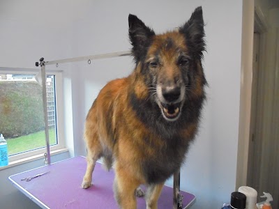 Grooming Van Image