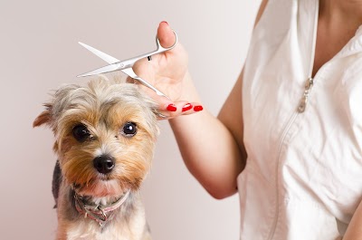 Grooming Van Image