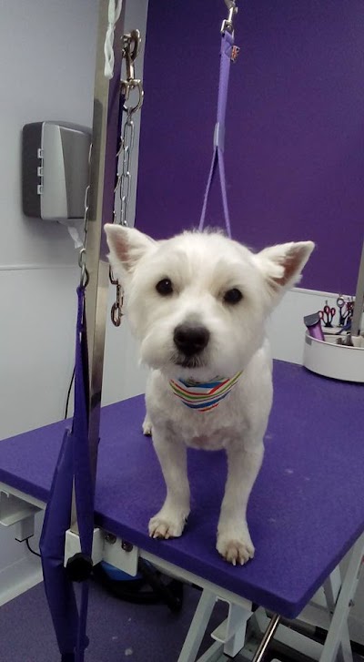 Grooming Van Image