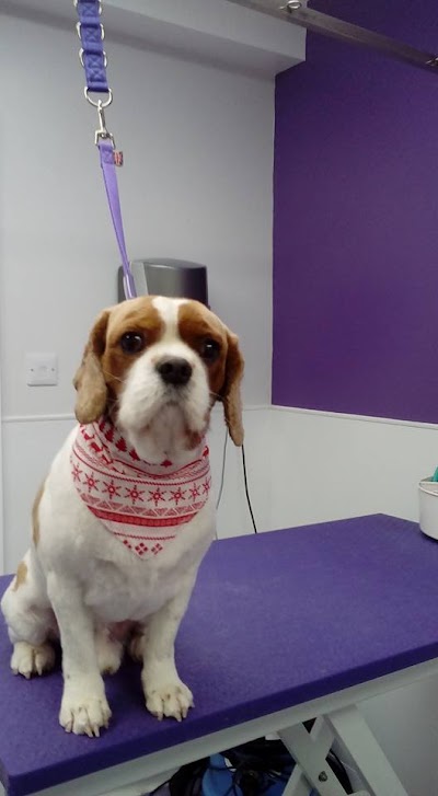 Grooming Van Image