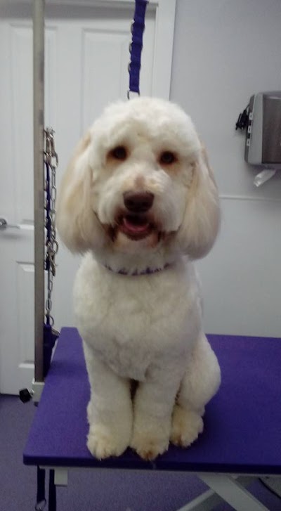 Grooming Van Image
