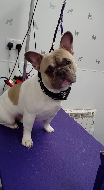 Grooming Van Image