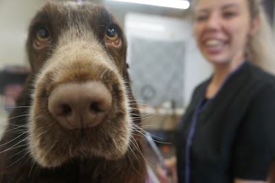 Grooming Van Image