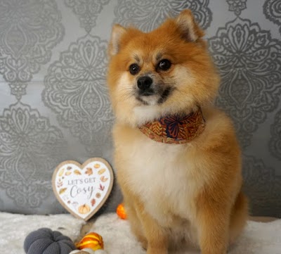 Grooming Van Image