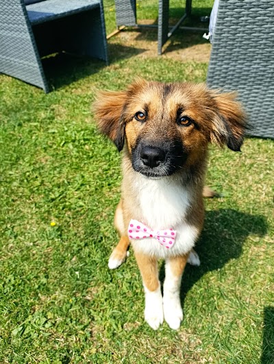 Grooming Van Image