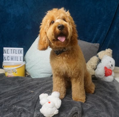 Beauty and the Beast Luxury Dog Grooming