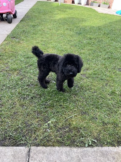 Grooming Van Image