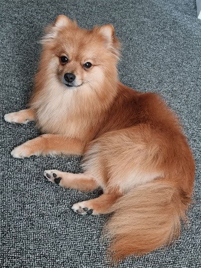 Grooming Van Image