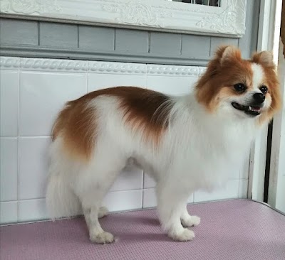 Grooming Van Image
