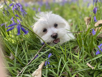 Grooming Van Image