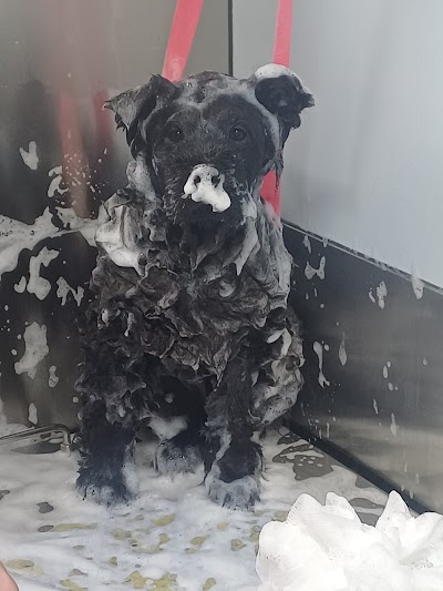 Grooming Van Image