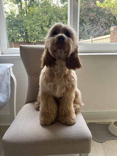 Bob and Bells Dog Groomers